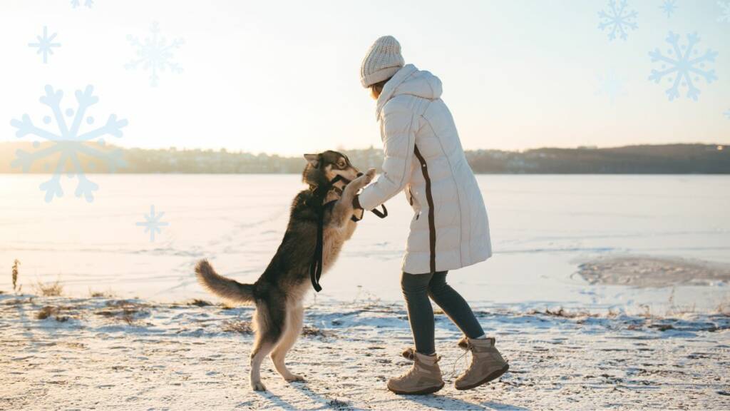 Koira ja aikuinen leikkivät talvisella rannalla.