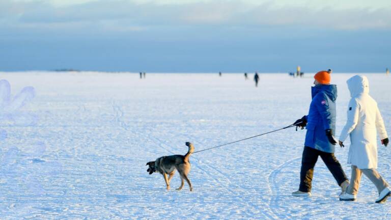 Kaksi henkilöä ulkoiluttaa koiraa jäällä.